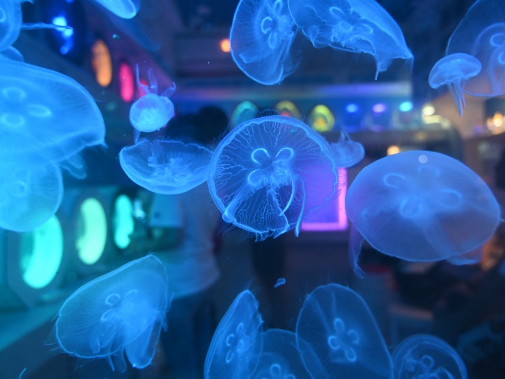 Медузы красного моря