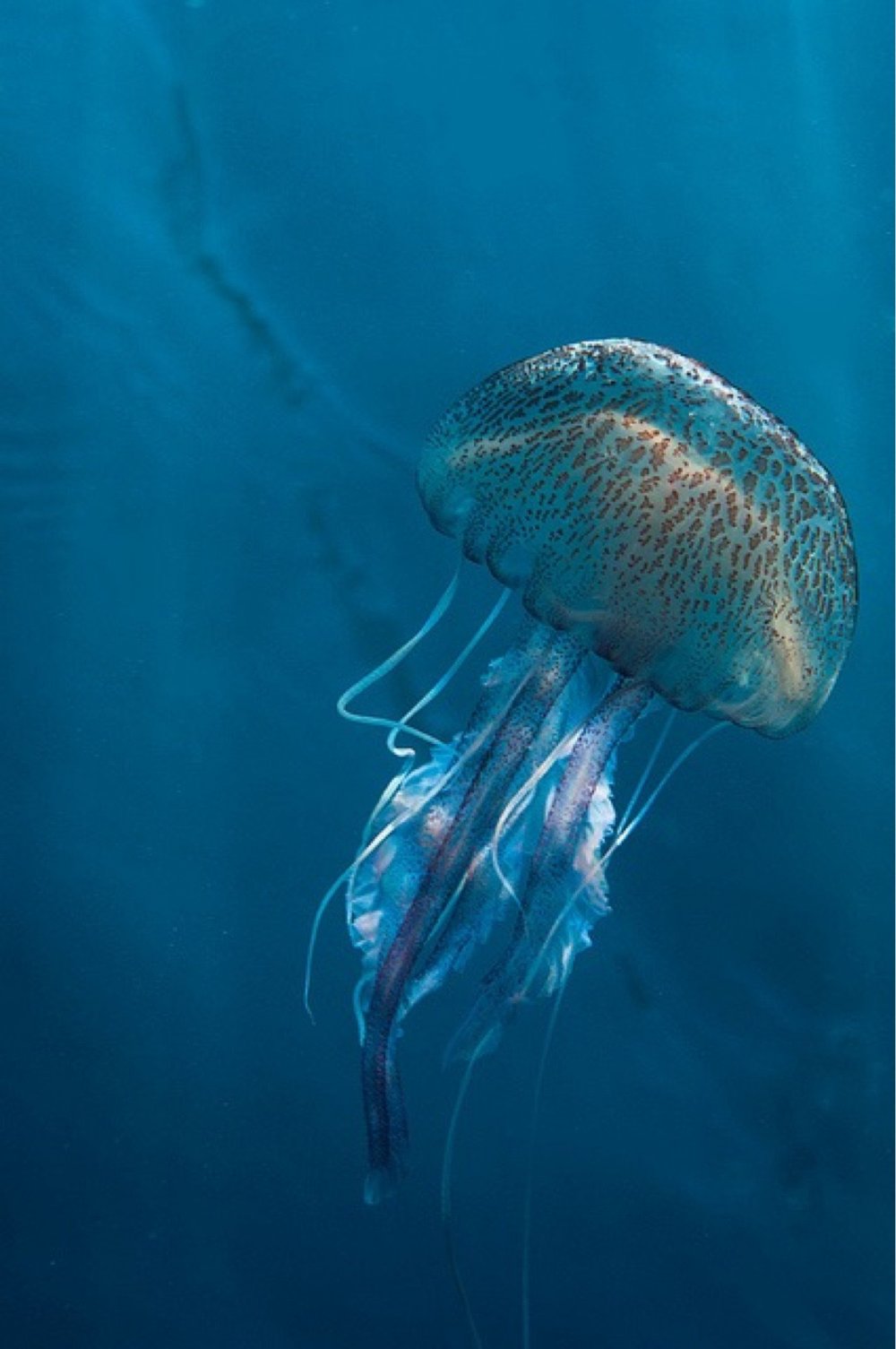 Медузы Каспийского моря