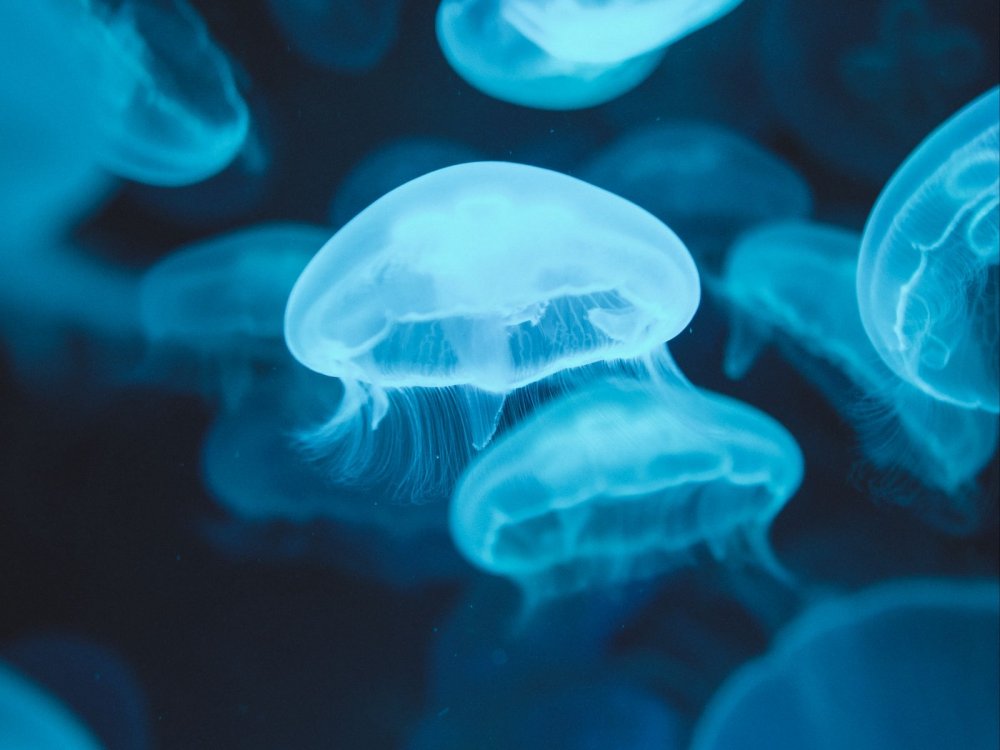 Медузы Северного Ледовитого океана