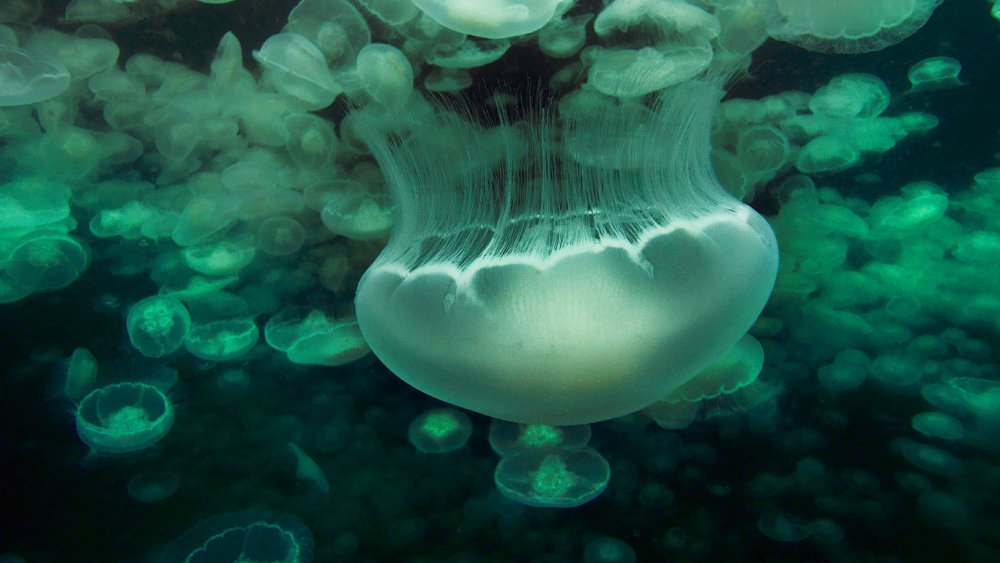 Бирюзовые медузы