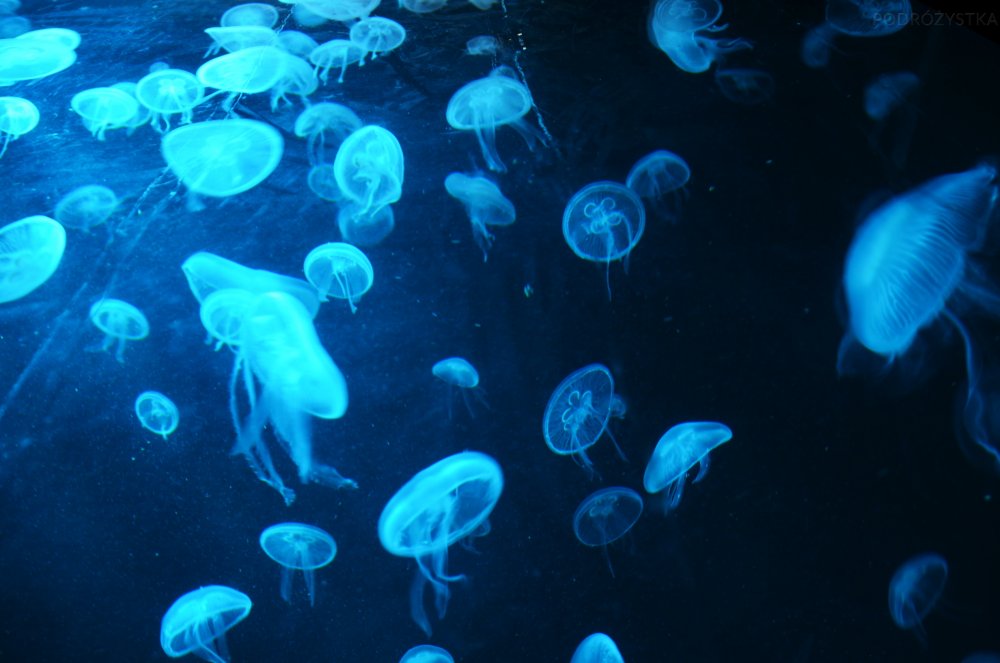 Лазурное медузы