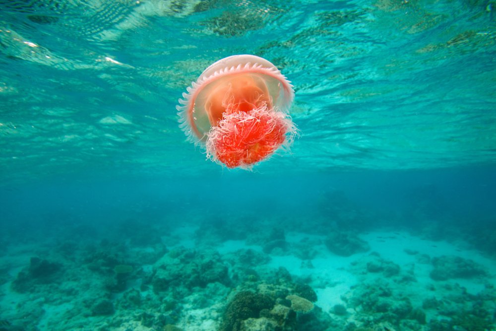 Съедобные медузы