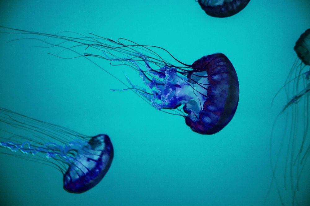 Медуза планктон