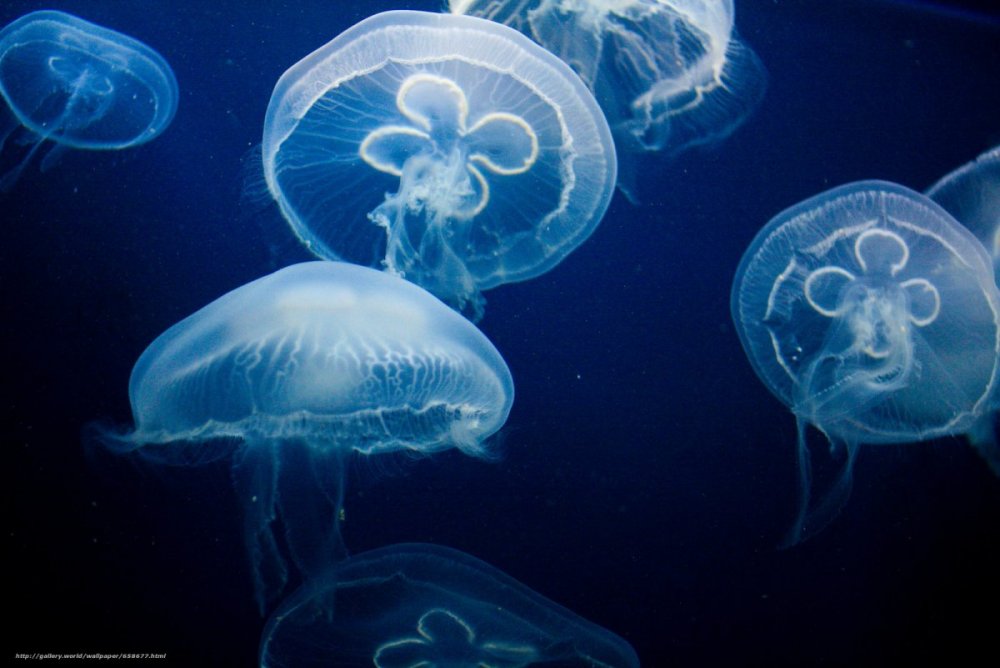 Кораллы биолюминесценция