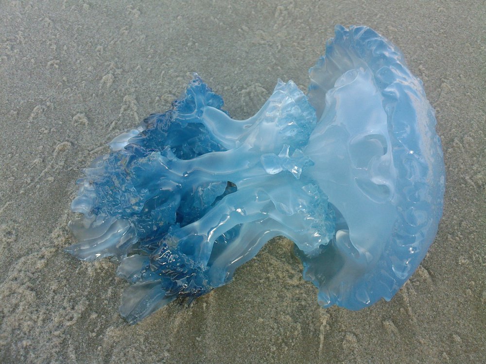 Люминесцирующие медузы