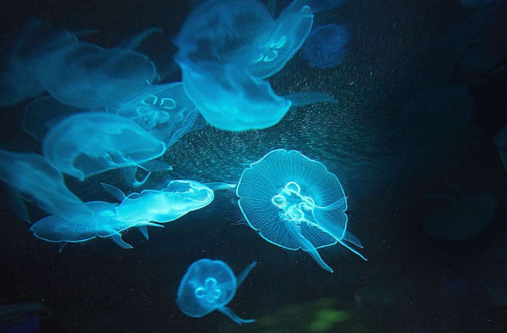 Адаптация медузы