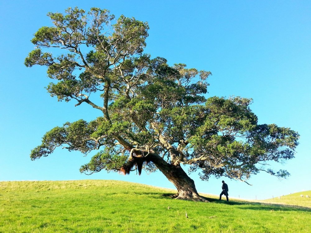 Большое дерево Древо