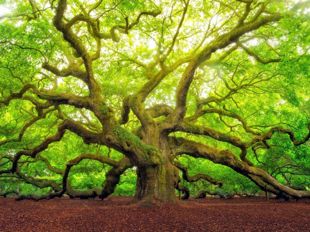 Дуб Еман дерево
