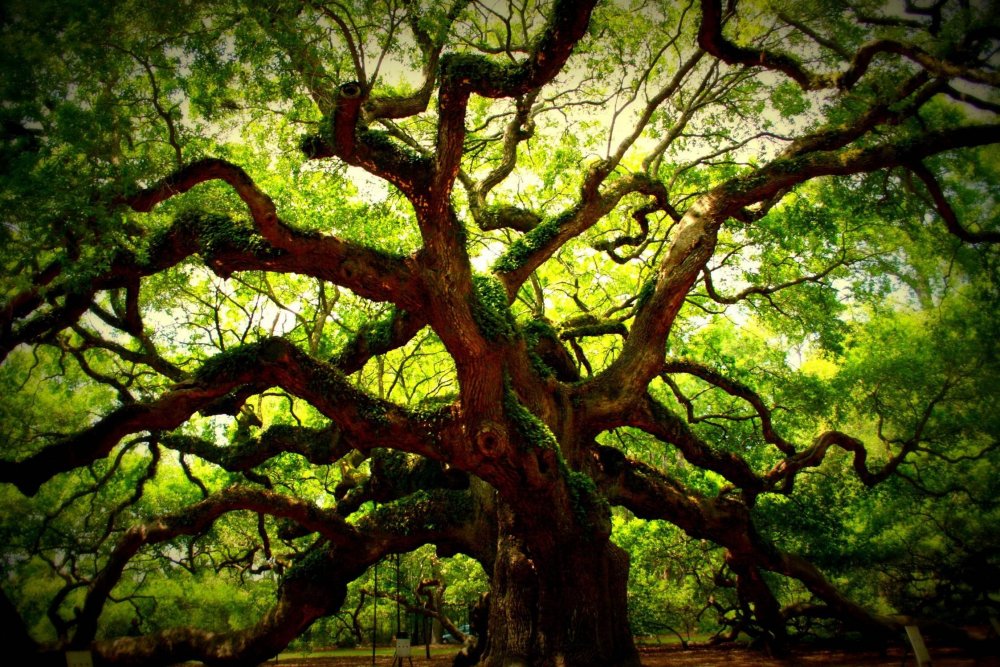 Дуб Флорида дерево