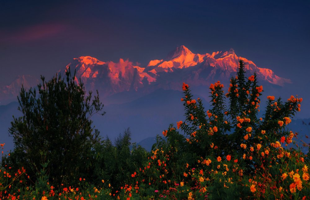 Непал Гималаи цветы