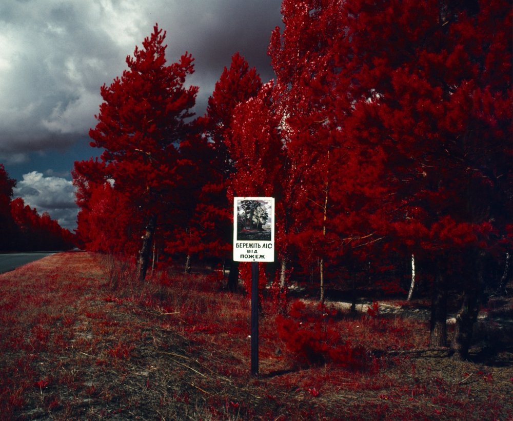 Рыжий лес чернобыль