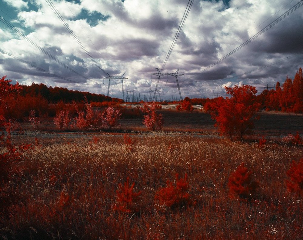 Рыжий лес Чернобыль 2020
