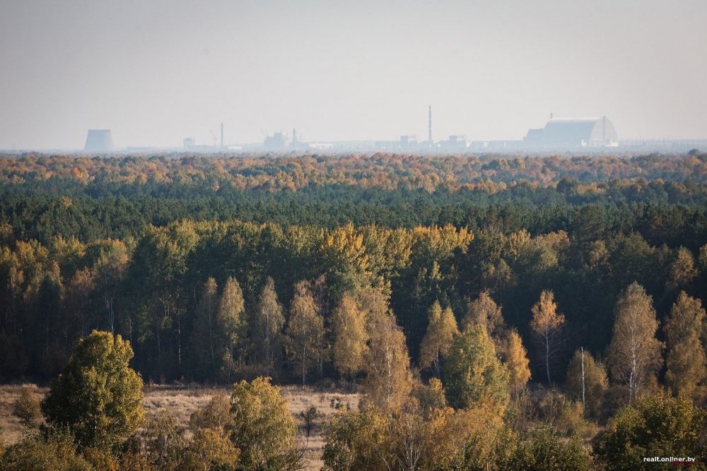 Рыжий лес сталкер тень Чернобыля