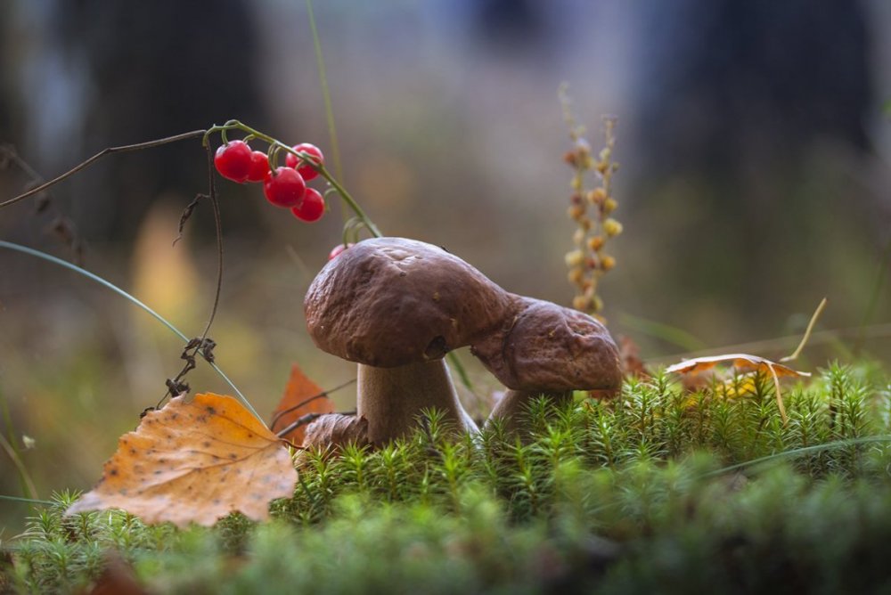 Ранняя осень грибы