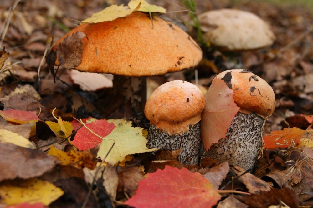 Весенние грибы Башкирии съедобные