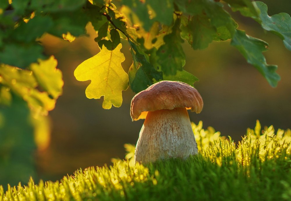 Сентябрь природа грибы