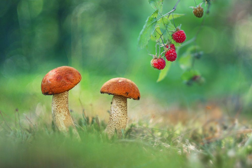 Лето грибы