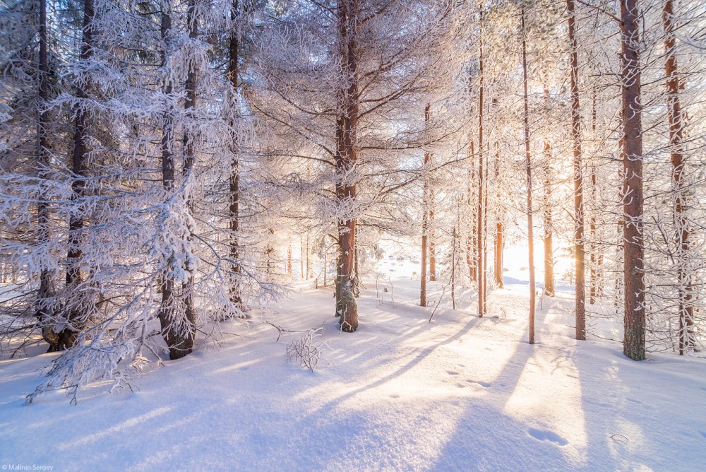 Природа России зимой