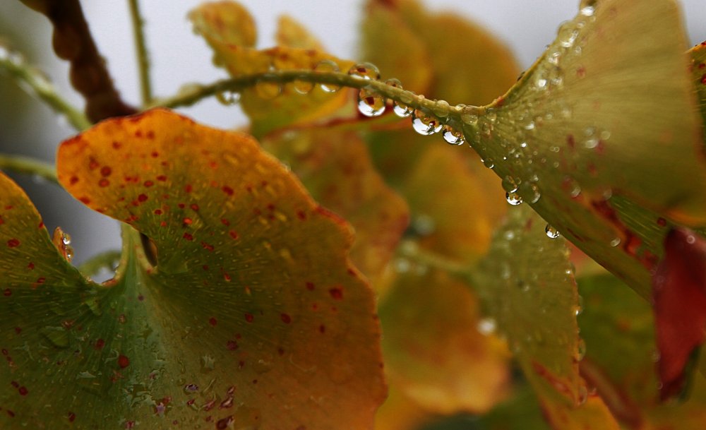 Осень в капельке дождя