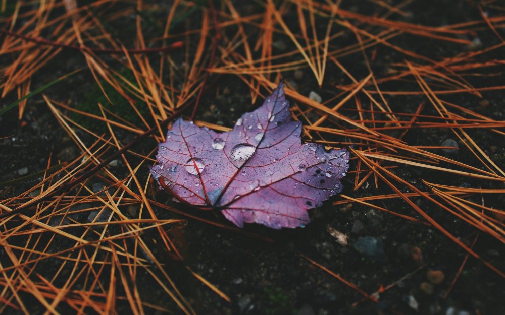 Фиолетовые осенние листья