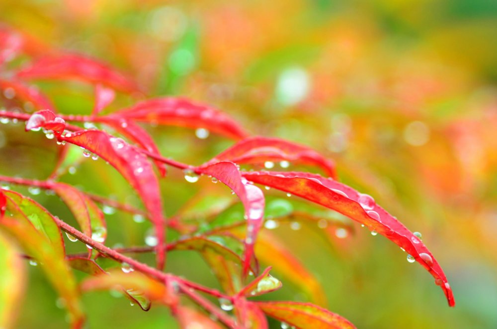 Осенние цветы в каплях дождя