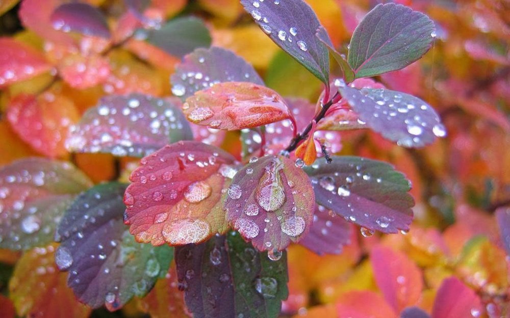 Осенние капли дождя