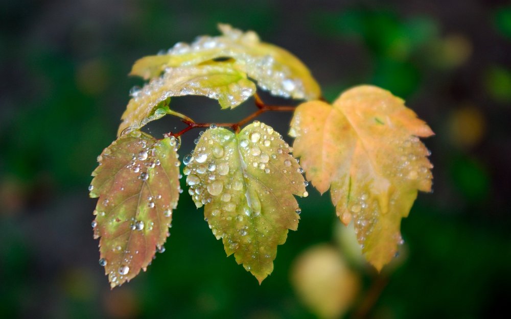 Капли дождя на листьях