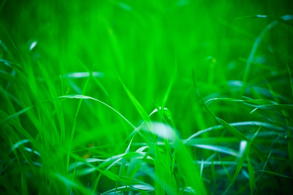 Ярко зеленая трава