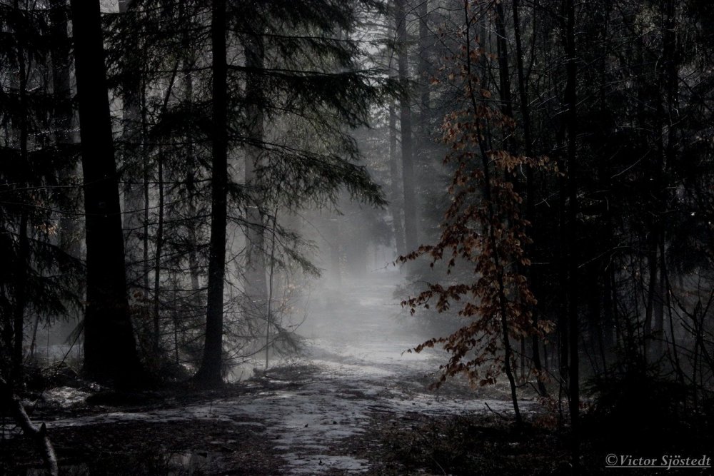 Лес мрачный и потемневший
