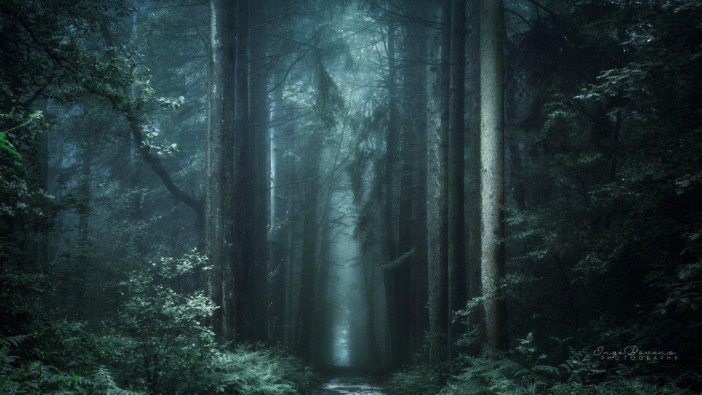 Мистический лес