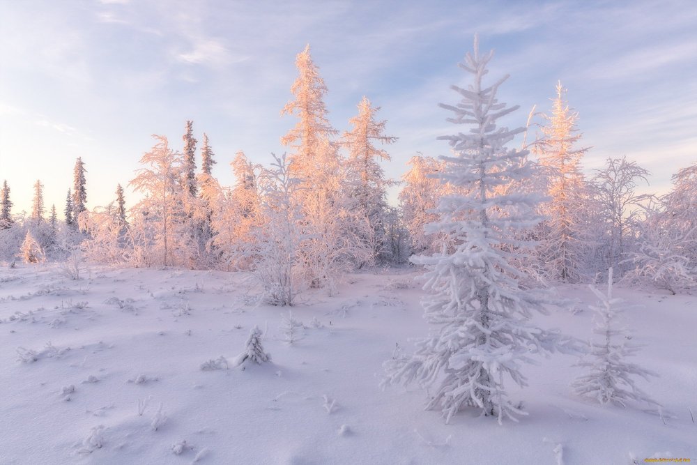 Лесотундра Ямал зима