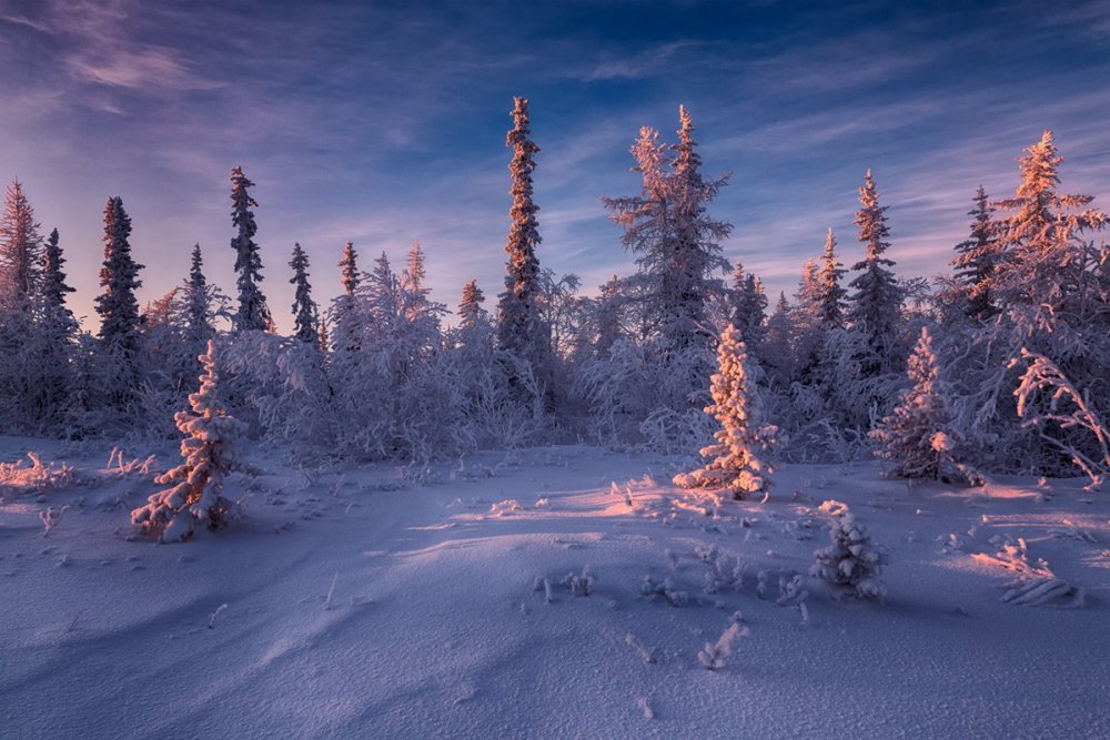 Природа севера зимой