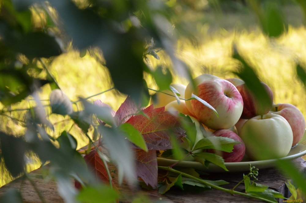Август природа яблоки