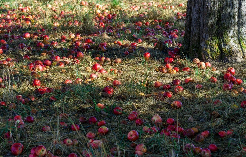 Яблоки на траве в саду
