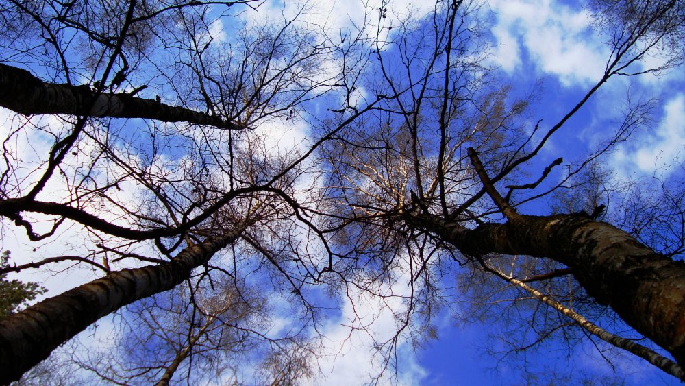 Небо через ветви деревьев