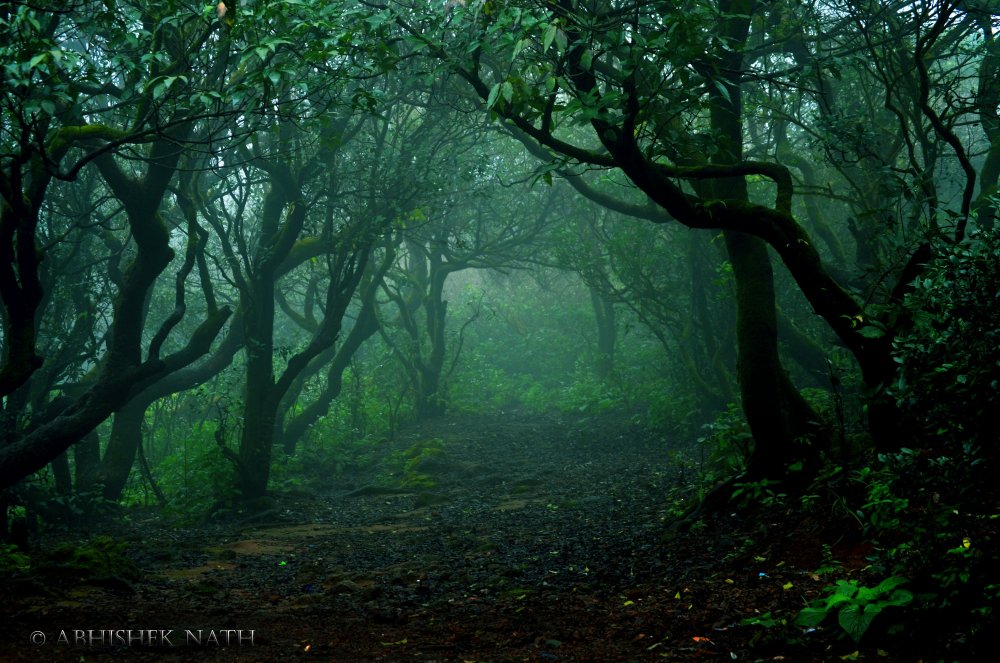 Уэльс туманные леса