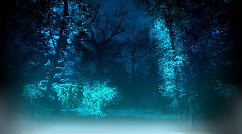 Ночной лес в синих тонах