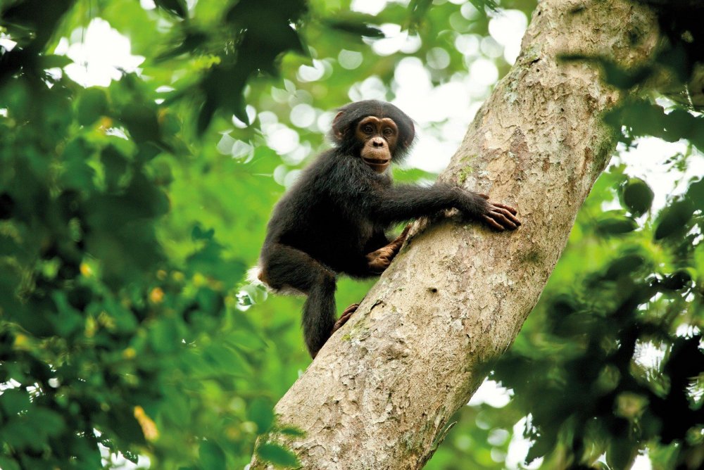 Шимпанзе в Африке