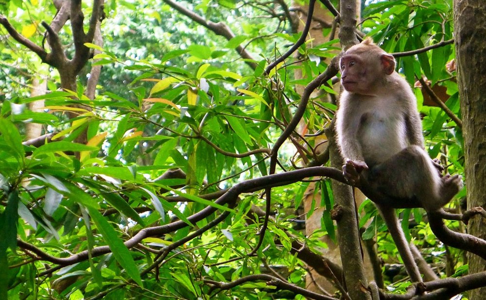 Тропические леса Африки приматы