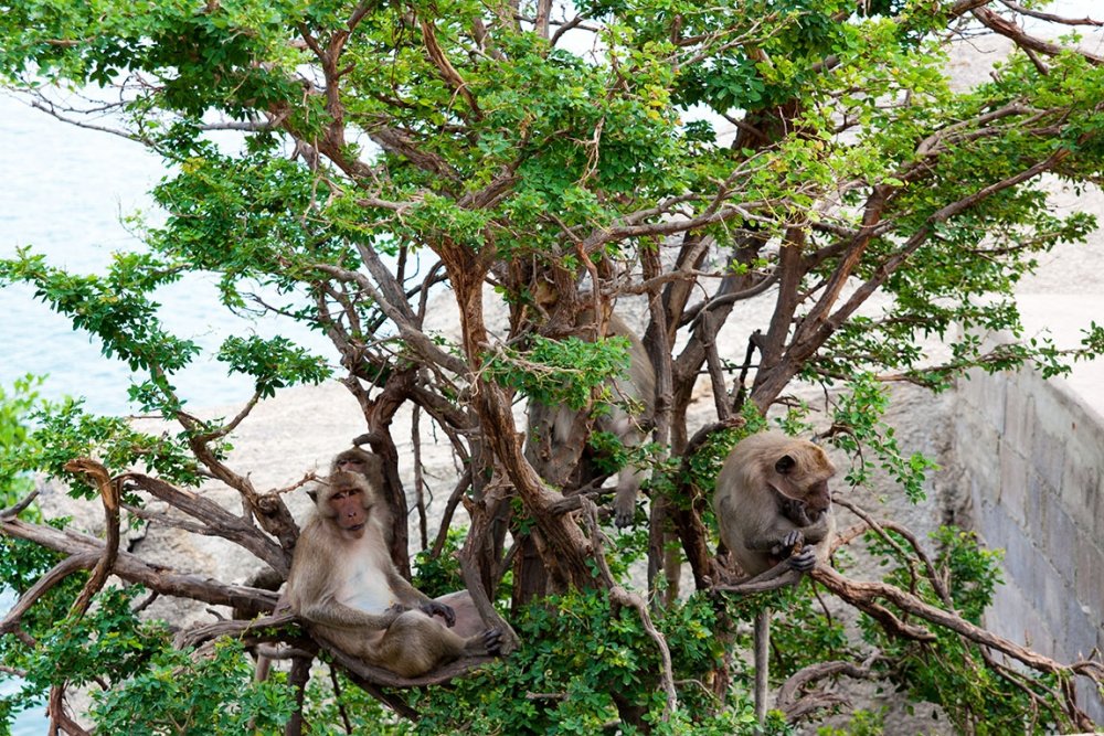 Хуа Хин гора обезьян