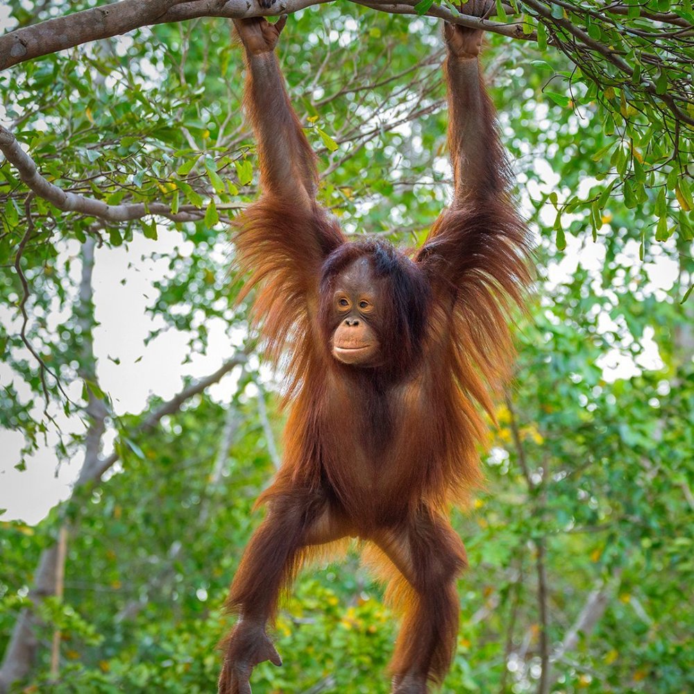Орангутан на дереве