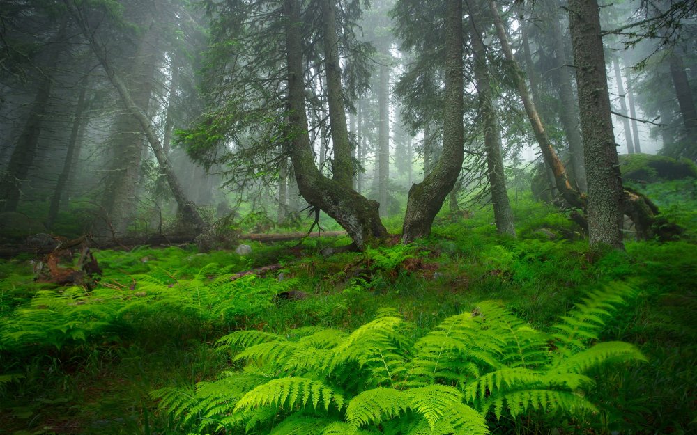 Папоротниковый лес пейзаж