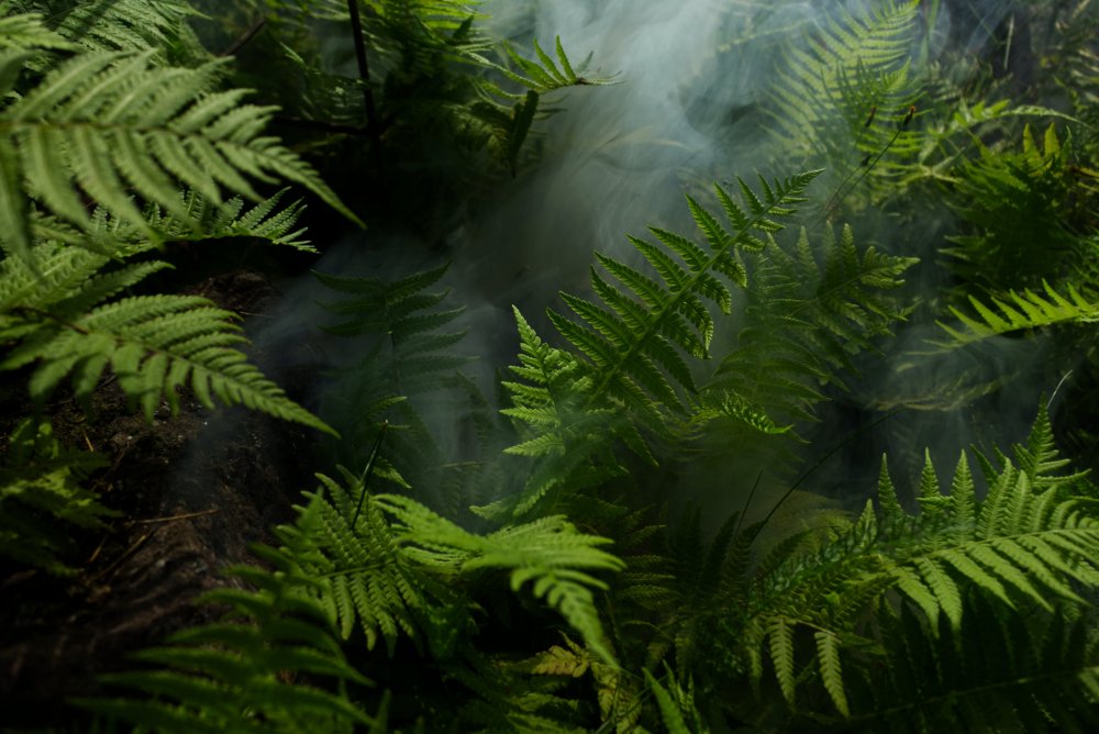Джунгли папоротник тропический лес