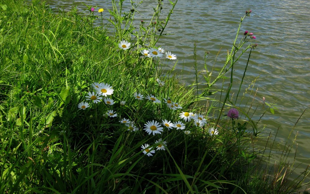 Полевые цветы у реки