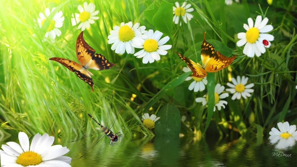 Лето ромашки бабочки