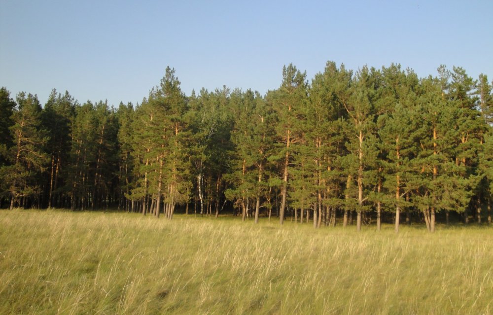 Панорама соснового леса