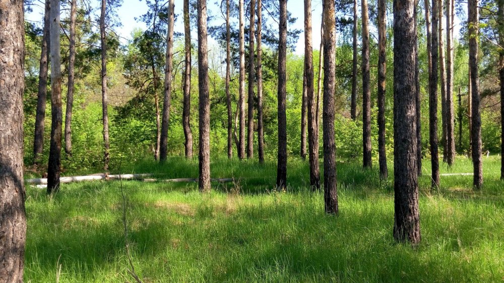 Еловый лес Курск