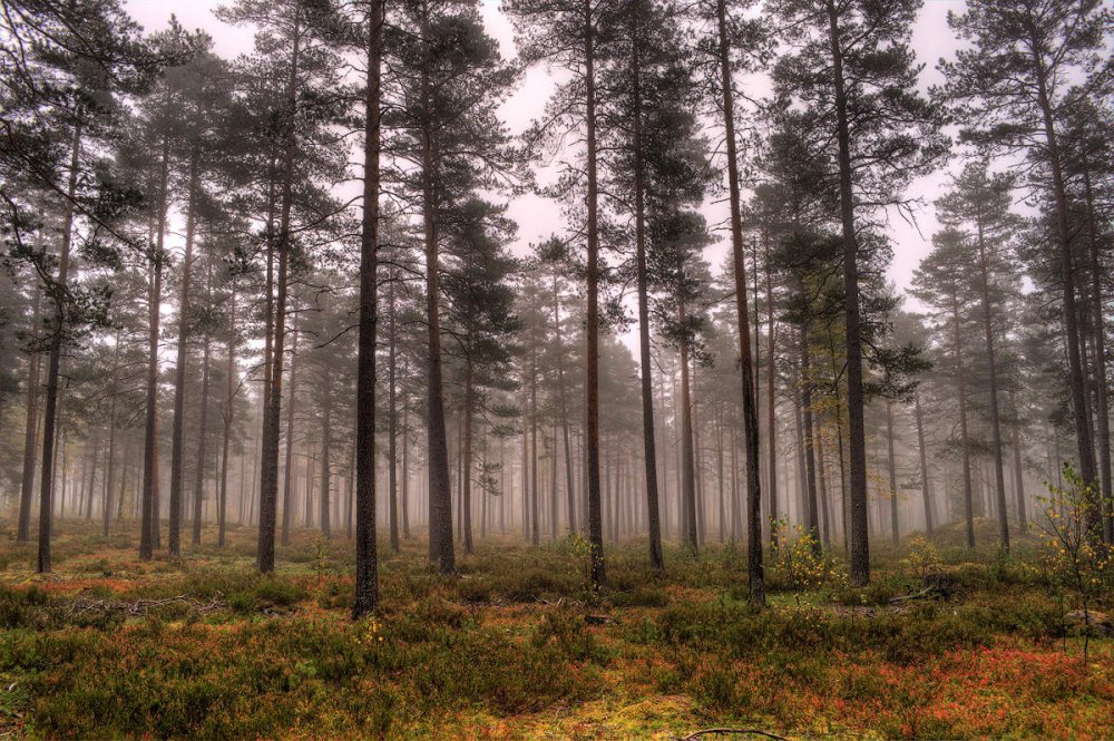 Туманный Сосновый лес
