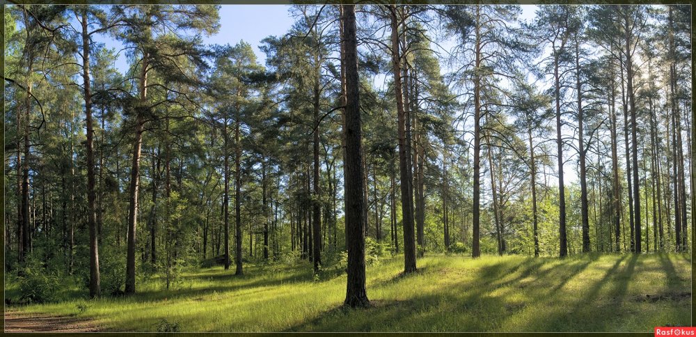 Сосновый лес Белгородской области