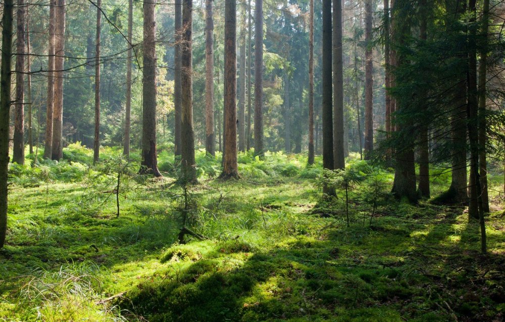 Хвойный лес Новоамвросиевка